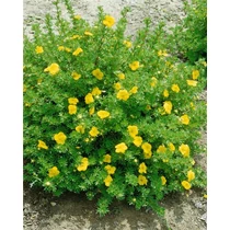 Potentilla fruticosa 'Kobold' - Sárga virágú, alacsony növekedésű cserjés pimpó