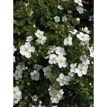 Potentilla fruticosa 'McKay's White' - Kis fehér virágú pimpó