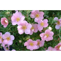Potentilla fruticosa 'Pink Queen' - 
