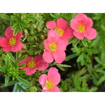 Potentilla fruticosa 'Bellissima '® - Rózsaszín virágú pimpó