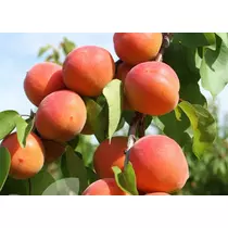 Prunus armeniaca 'Ceglédi bíborkajszi'