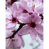Prunus cerasifera 'Woodii' - 