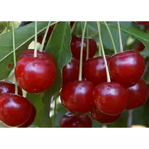 Prunus cerasus 'Érdi jubileum'