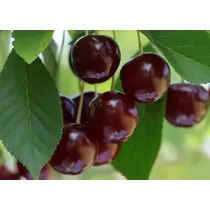 Prunus cerasus 'Érdi nagygyümölcsű'