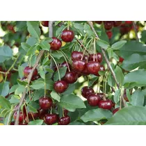 Prunus cerasus 'Újfehértói fürtös'