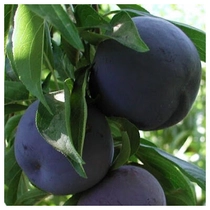 Prunus domestica 'Black Sun'