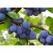 Prunus domestica 'Bluefre'