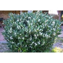 Prunus laurocerasus 'Mano' - Törpe babérmeggy