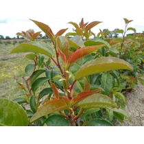 Prunus lusitanica 'Azorica Tico'® - 
