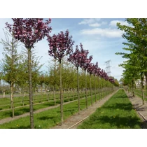 Prunus serrulata 'Royal Burgundy' - Bordó levelű díszcseresznye