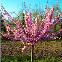 Prunus triloba - Babarózsa