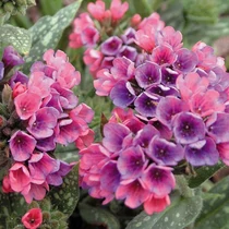 Pulmonaria  'Raspberry Splash' (Tüdőfű)