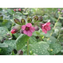 Pulmonaria officinalis 'Dora Bielefeld' (Orvosi tűdőfű)