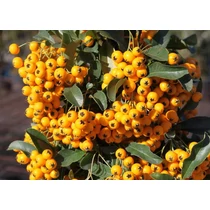 Pyracantha 'Soleil d'Or' - Citromsárga bogyójú tűztövis