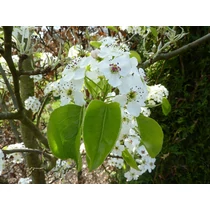 Pyrus calleryana 'Chanticleer' - 