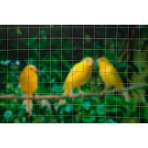 Quadrigal drótkerítés, galvanizált 13x13 mm, 0,5x5m