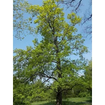 Quercus robur - Kocsányos tölgy