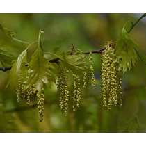 Quercus rubra - 