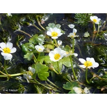 Ranunculus aquatilis