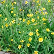 Ranunculus flammula - békaboglárka kerti tavi növény