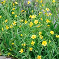 Ranunculus flammula - békaboglárka kerti tavi növény