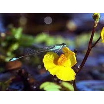 Rence Utricularia vulgaris kerti tavi növény