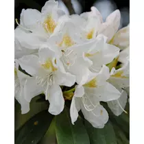 Rhododendron 'Cunnigham's White'