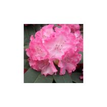 Rhododendron 'Germania' Rózsaszín-fehér Örökzöld havasszépe rózsaszín-fehér