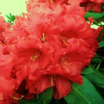 Rhododendron 'Markeeta's Price' Piros Örökzöld havasszépe