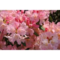 Rhododendron yakushimanum 'Percy Wisemann'