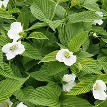 Rhodotypos scandens - 