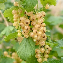 Ribes rubrum fajták - Fehér ribizli
