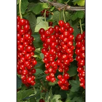 Ribes rubrum fajták - Törzses piros ribizli