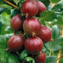 Ribes uva-crispa 'Spinefree' - Törzses egres
