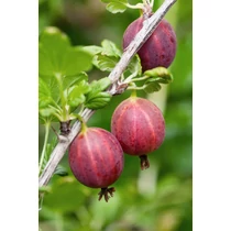 Ribes uva-crispa fajták - 