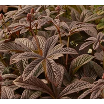 Rodgersia  'Bronze Peacock'  (Bronzlevelű tópartifű)