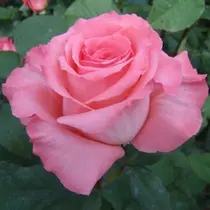 Rosa 'Belange' lágy rózsaszín, fonákja sötétebb teahibrid rózsa