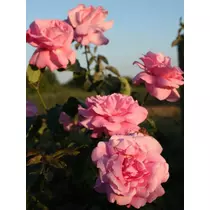 Rosa 'Caresse': rózsaszín