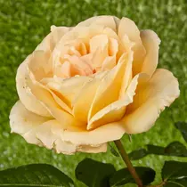 Rosa 'Casanova' - szalma sárga teahibrid rózsa