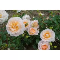 Rosa 'Crystal': fehér
