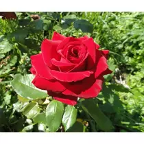 Rosa 'Dame de Coeur': piros