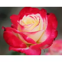 Rosa 'Double Delight' - piros sziromszéllel, fehér középpel teahibrid rózsa