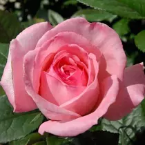 Rosa 'Favourite':  lazac rózsaszín rózsa