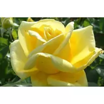 Rosa 'Golden Perfume': citromsárga