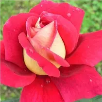 Rosa 'Kronenbourg' - aranysárga-cseresznyepiros teahibrid rózsa