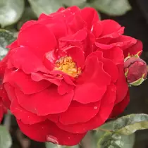 Rosa 'Lili Marlen': piros
