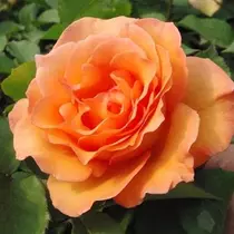 Rosa 'Orange': narancssárga futórózsa