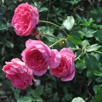 Rosa 'Parade': rózsaszín  futórózsa