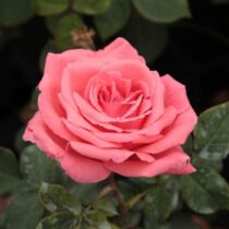 Rosa 'Pariser Charme': rózsaszín