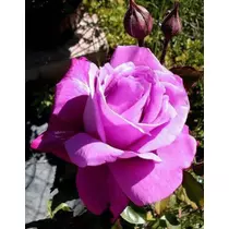 Rosa 'Passion': lila